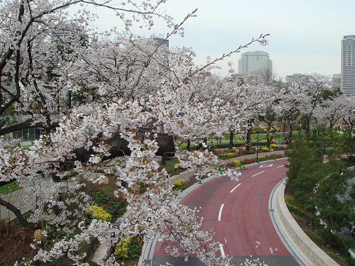 080402_東京ミッドタウンの桜