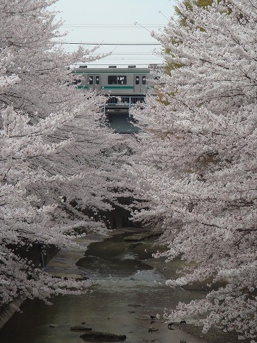 080402_石神井川沿いの桜