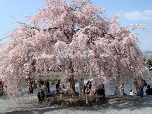 090408_嵐山公園・垂れ桜