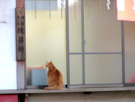 151225_猿田彦神社・猫
