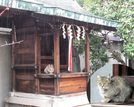200222_菅大臣神社・猫
